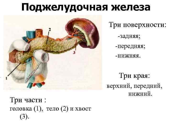 Поджелудочная железа • Три поверхности: -задняя; -передняя; -нижняя. Три края: Три части : головка