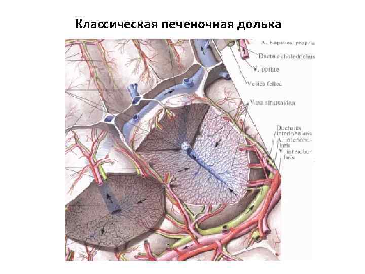 Классическая печеночная долька 