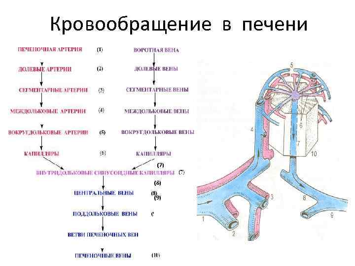 Кровообращение в печени (7) (8) (9) 