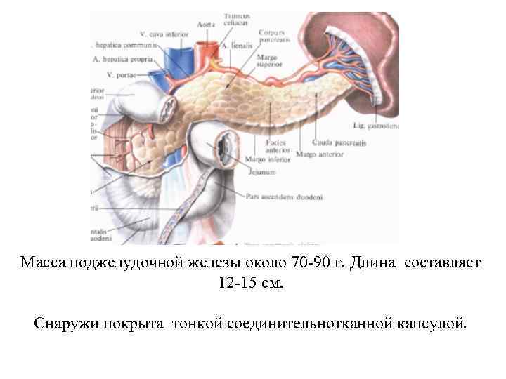 Масса поджелудочной железы около 70 -90 г. Длина составляет 12 -15 см. Снаружи покрыта