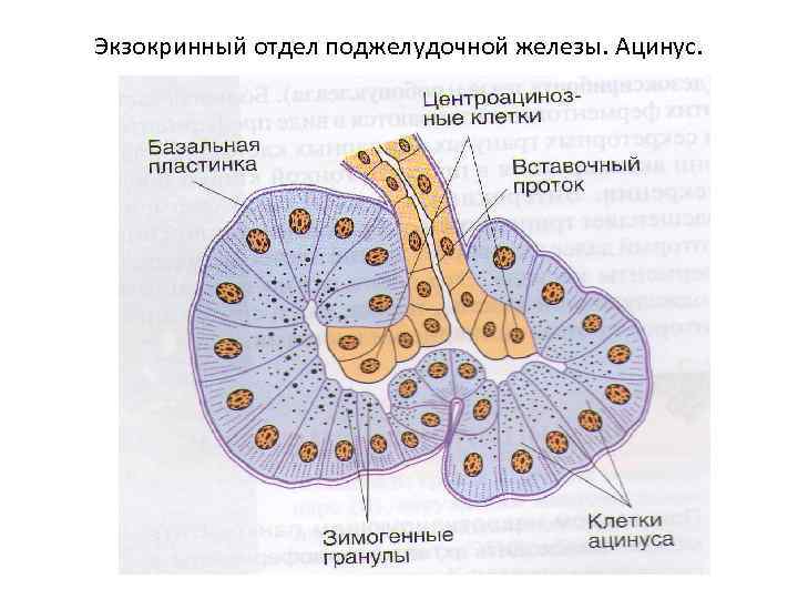 Экзокринный отдел поджелудочной железы. Ацинус. 