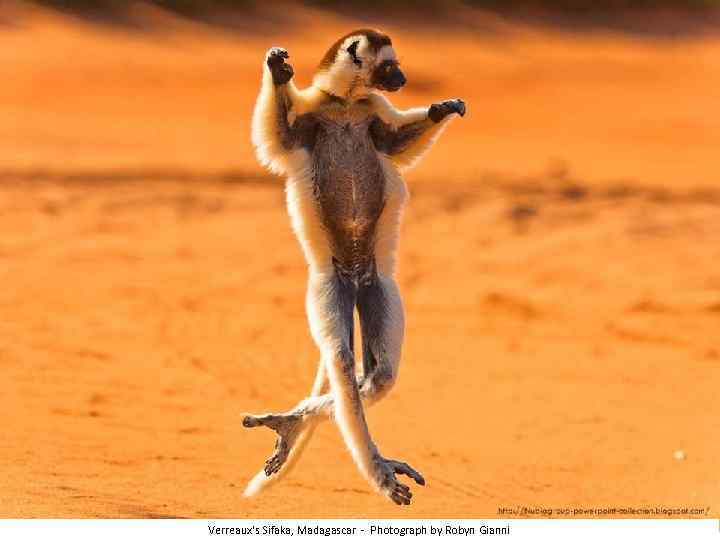 Verreaux's Sifaka, Madagascar - Photograph by Robyn Gianni 