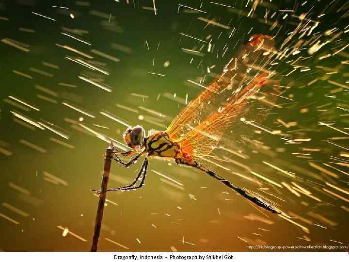 Dragonfly, Indonesia - Photograph by Shikhei Goh 