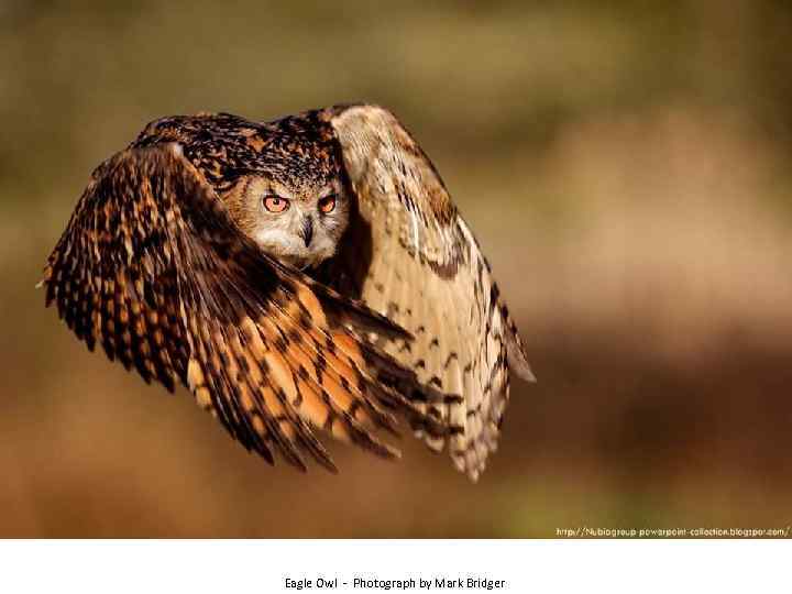 Eagle Owl - Photograph by Mark Bridger 