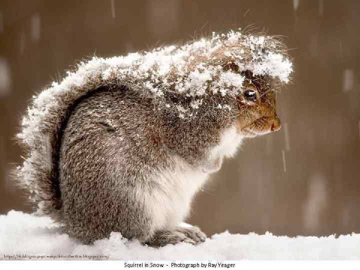 Squirrel in Snow - Photograph by Ray Yeager 