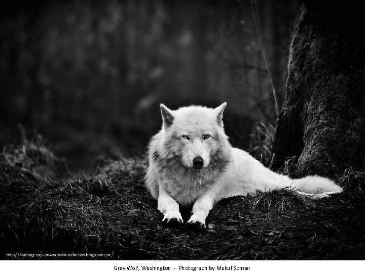 Gray Wolf, Washington - Photograph by Mukul Soman 