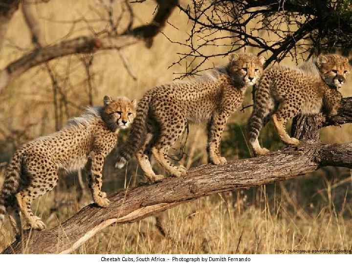 Cheetah Cubs, South Africa - Photograph by Dumith Fernando 