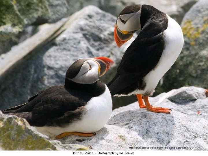 Puffins, Maine - Photograph by Jon Reaves 