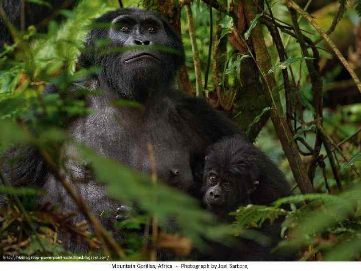 Mountain Gorillas, Africa - Photograph by Joel Sartore, 