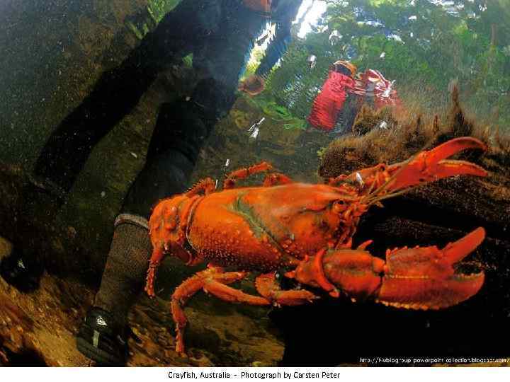 Crayfish, Australia - Photograph by Carsten Peter 