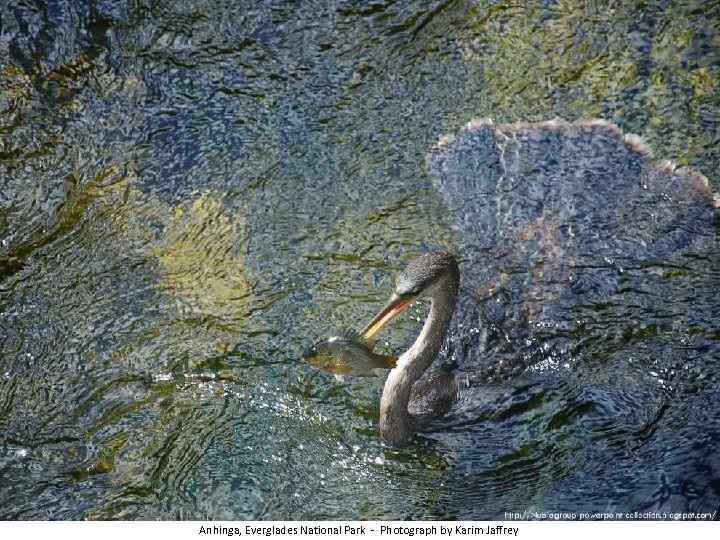 Anhinga, Everglades National Park - Photograph by Karim Jaffrey 