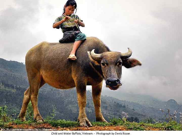 Child and Water Buffalo, Vietnam - Photograph by Denis Rozan 