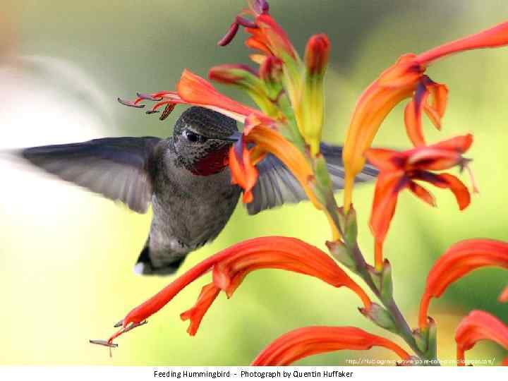 Feeding Hummingbird - Photograph by Quentin Huffaker 