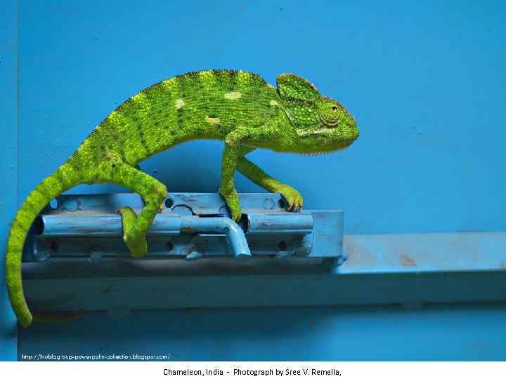 Chameleon, India - Photograph by Sree V. Remella, 