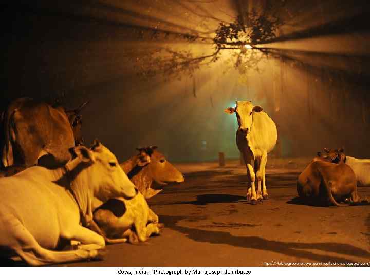 Cows, India - Photograph by Mariajoseph Johnbasco 