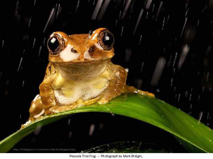 Peacock Tree Frog - Photograph by Mark Bridger, 