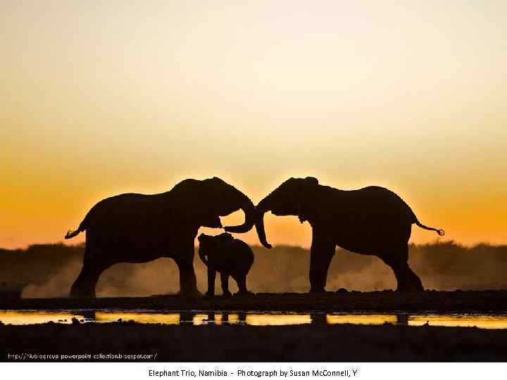 Elephant Trio, Namibia - Photograph by Susan Mc. Connell, Y 