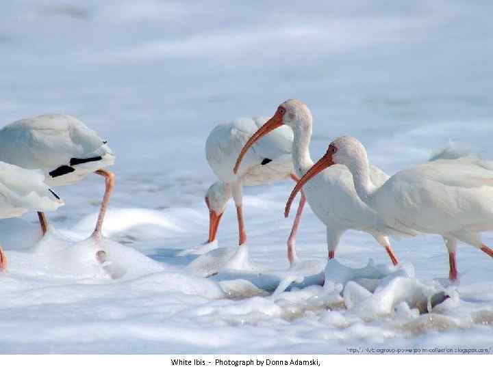 White Ibis - Photograph by Donna Adamski, 