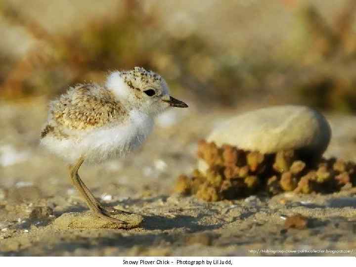 Snowy Plover Chick - Photograph by Lil Judd, 