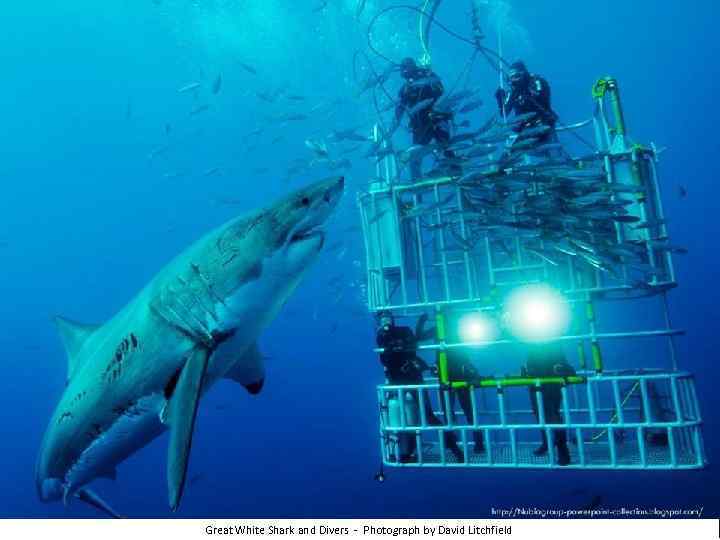 Great White Shark and Divers - Photograph by David Litchfield 