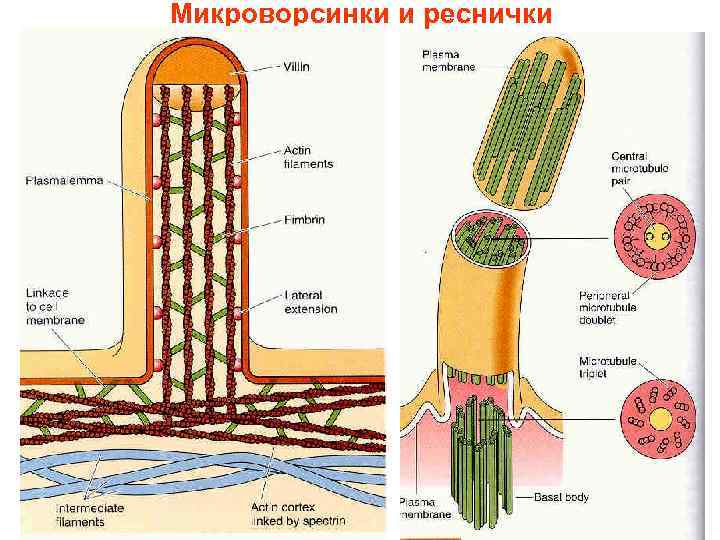 Микроворсинки и реснички 