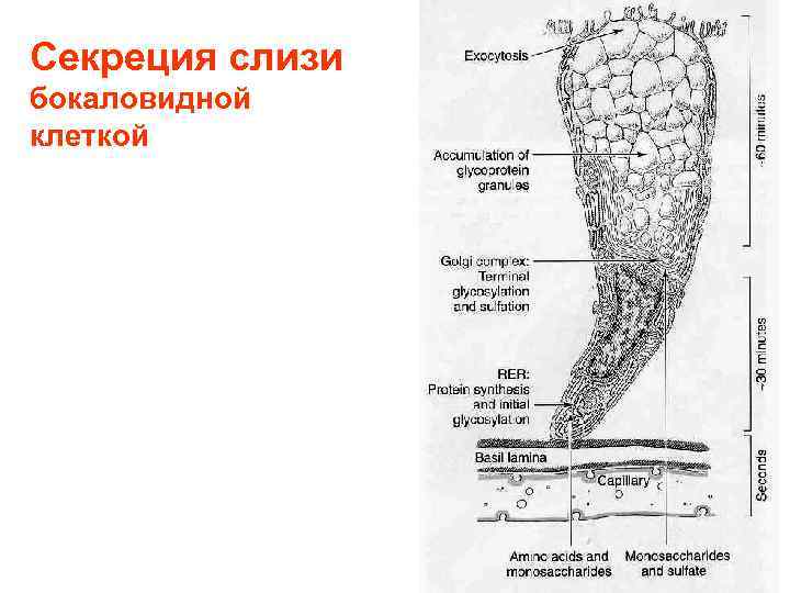 Секреция слизи бокаловидной клеткой 