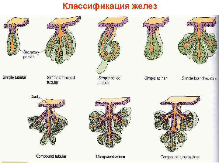 Классификация желез 