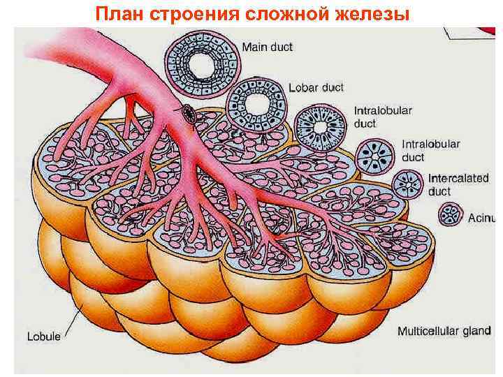 План строения сложной железы 