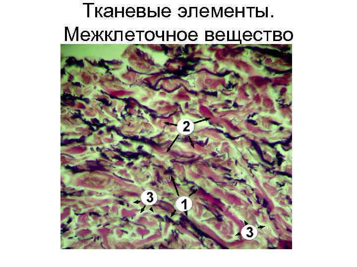 Мезотелий гистология рисунок