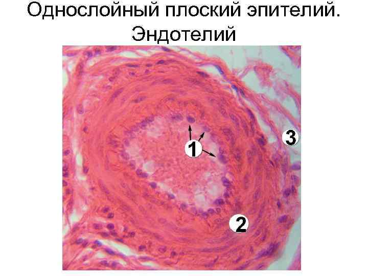 Взятие образцов буккального эпителия