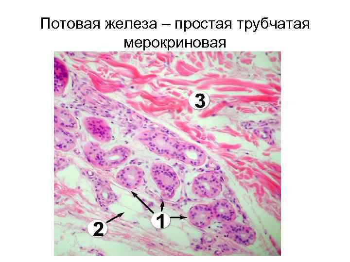 Потовая железа рисунок гистология