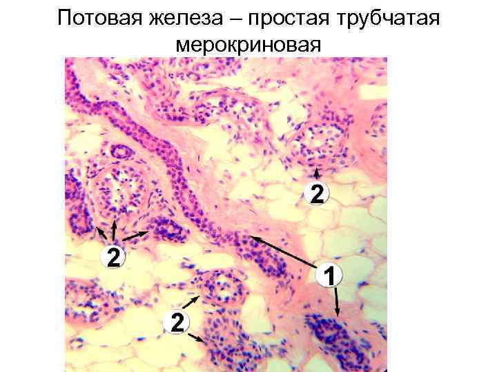 Потовая железа – простая трубчатая мерокриновая 