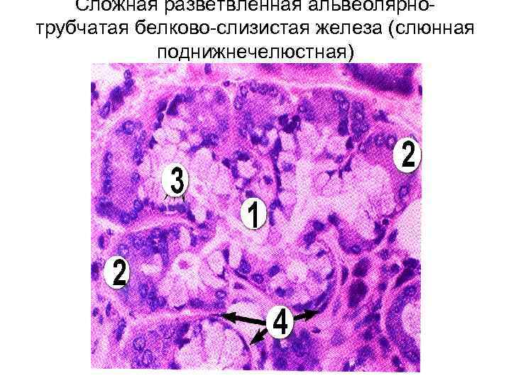 Сложная разветвленная альвеолярнотрубчатая белково-слизистая железа (слюнная поднижнечелюстная) 