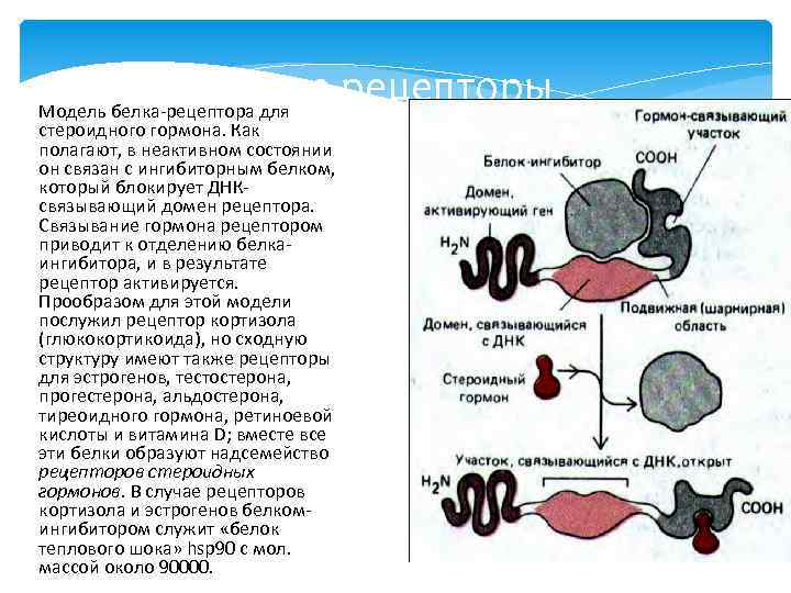 Рецепторные белки функции