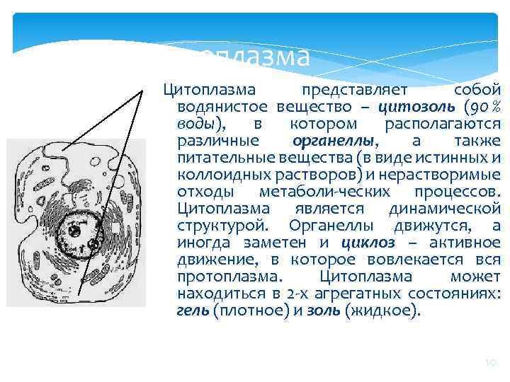 Цитоплазма представляет собой водянистое вещество – цитозоль (90 % воды), в котором располагаются различные