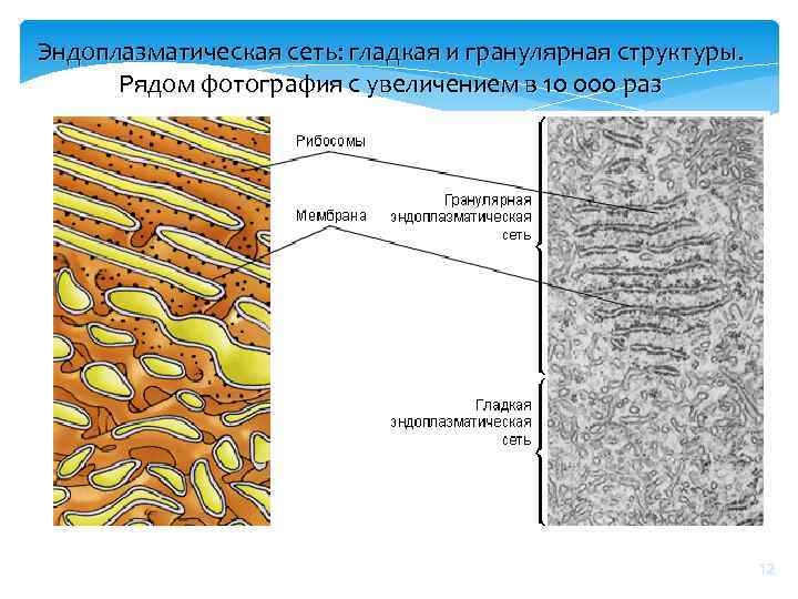 Эндоплазматическая сеть: гладкая и гранулярная структуры. Рядом фотография с увеличением в 10 000 раз