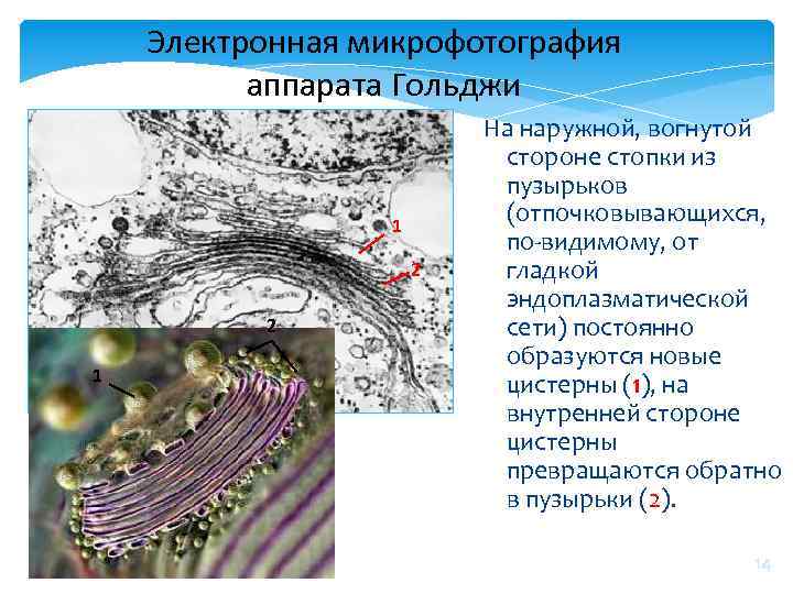 Эндоплазматическая сеть гольджи. Аппарат Гольджи микрофотография. Электронная микрофотография комплекса Гольджи. Микрография аппарата Гольджи. Сетчатый аппарат Гольджи гистология.