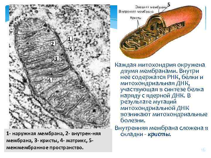 Строение митохондрии кристы