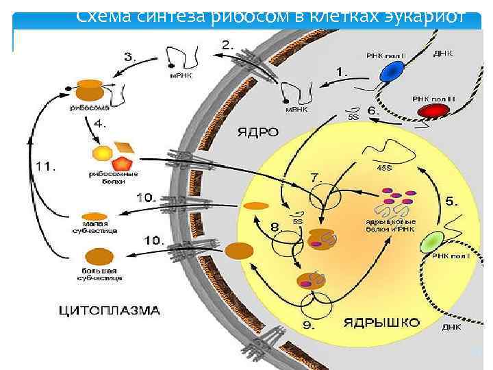 Схема синтеза рибосом в клетках эукариот 23 