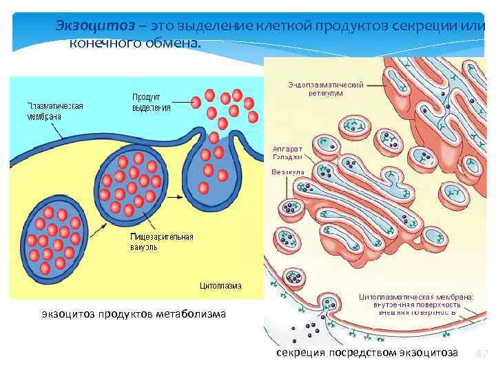 Экзоцитоз – это выделение клеткой продуктов секреции или конечного обмена. экзоцитоз продуктов метаболизма секреция