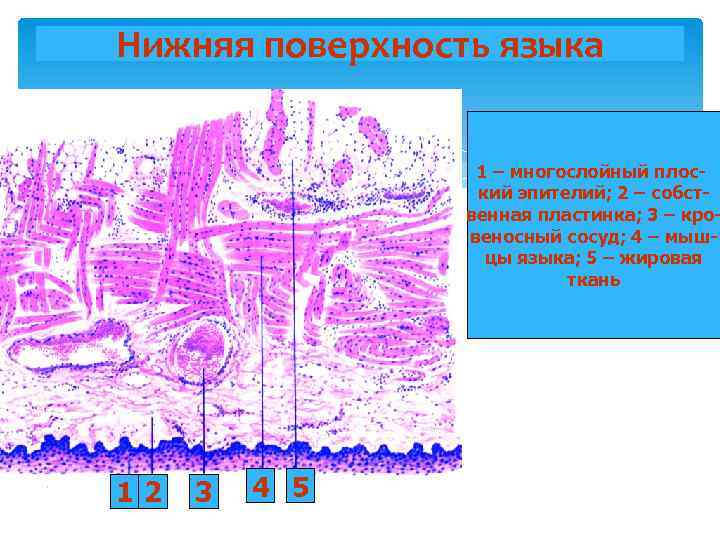 Нижняя поверхность языка 1 – многослойный плоский эпителий; 2 – собственная пластинка; 3 –