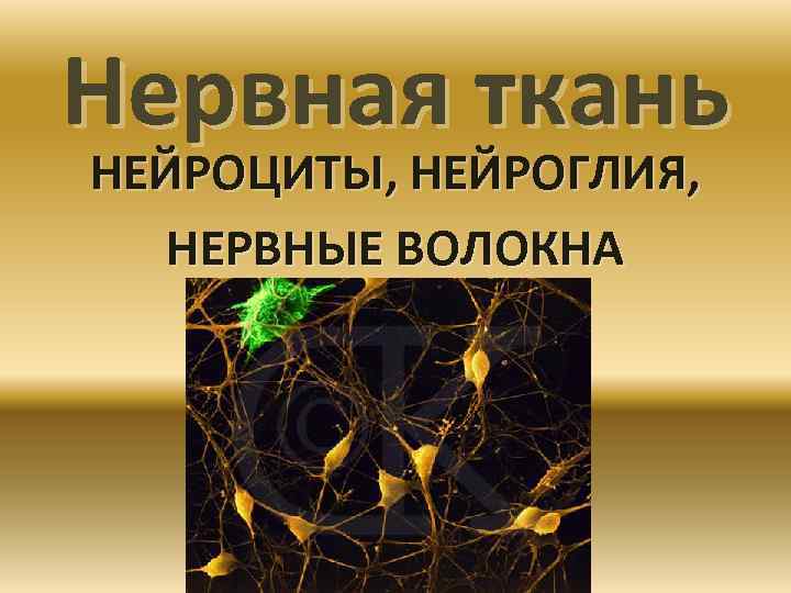 Нейроциты это. Нервная ткань. Нервная ткань нейроциты. Нервная система нейроциты. Нейроциты.