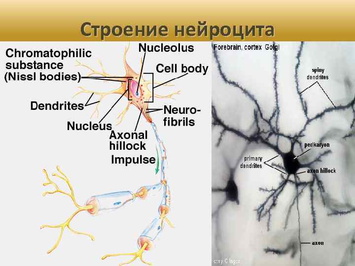 Нейроцит