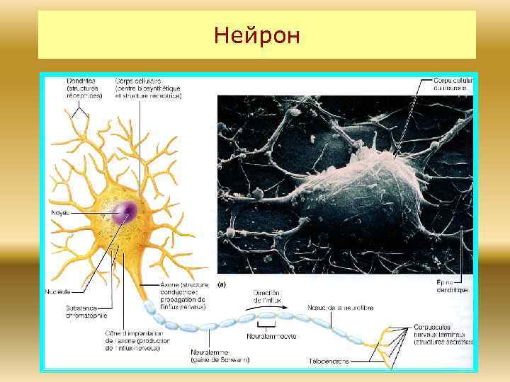 На рисунках представлены нейрон нервная ткань головной мозг и нервная система человека