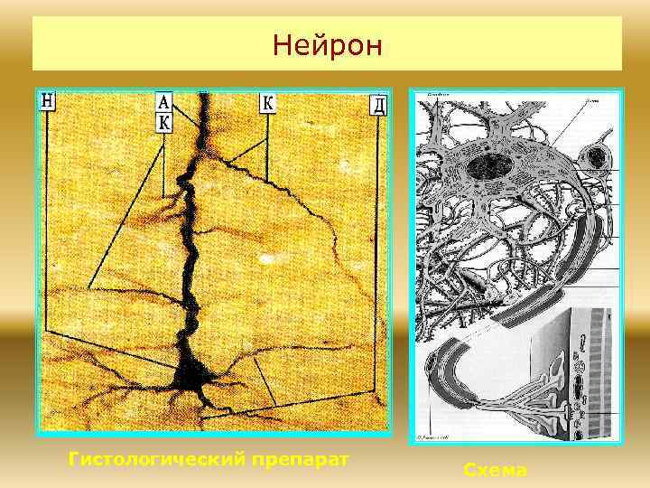 Треугольник крейбиха гистологическая картина