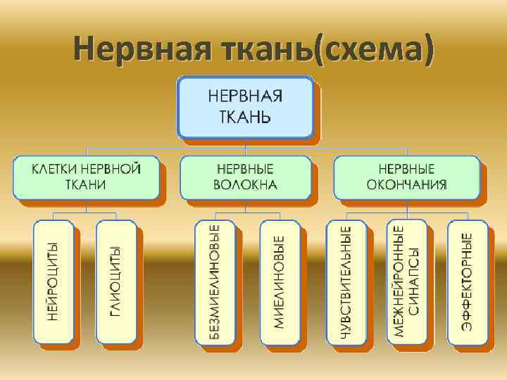 Нервная ткань(схема) 