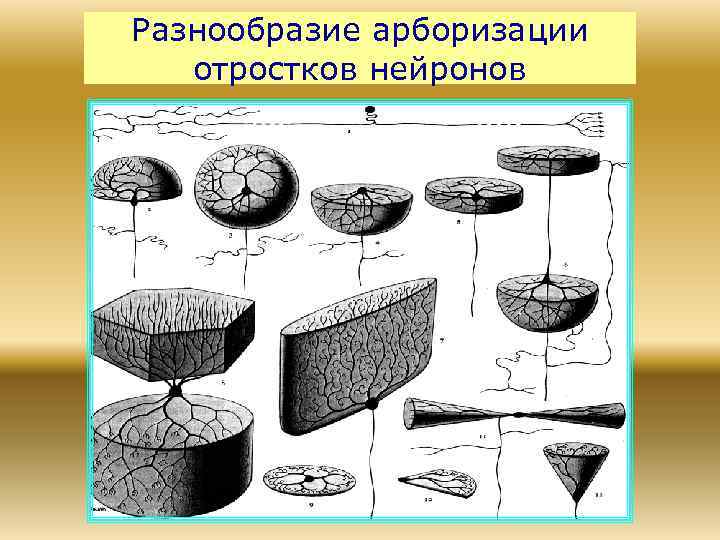 Определите разновидность нейроглии обозначенной стрелками на рисунке