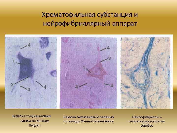 Хроматофильная субстанция и нейрофибриллярный аппарат Окраска толуидиновым синим по методу Ниссля Окраска метиленовым зеленым