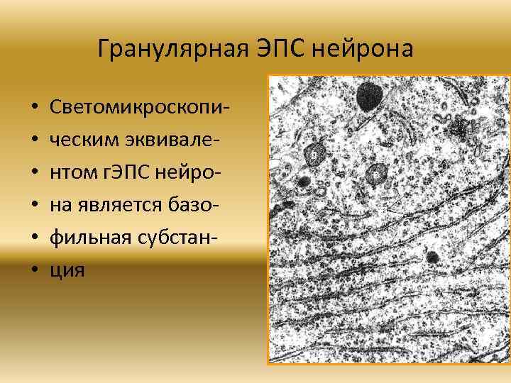 Гранулярная ЭПС нейрона • • • Светомикроскопи ческим эквивале нтом г. ЭПС нейро на