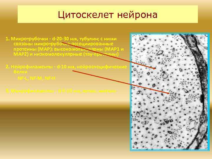 Цитоскелет нейрона 1. Микротрубочки - d-20 -30 нм, тубулин; с ними связаны микротрубочко-ассоциированные протеины